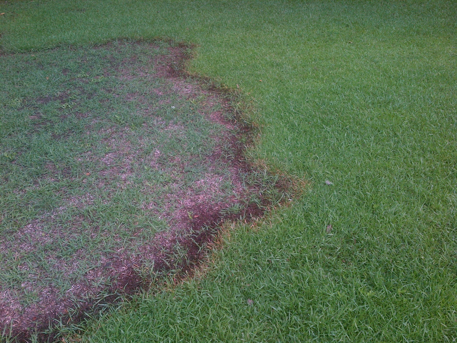 Brown Patch On Fescue And Other Grasses Close Up Pictures Walter