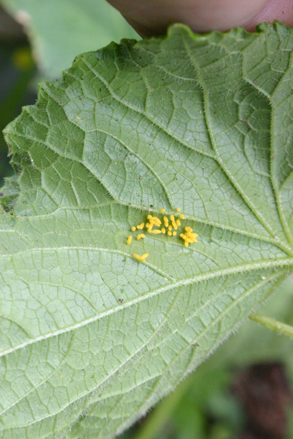 squash beetle eggs « Walter Reeves The Gardener