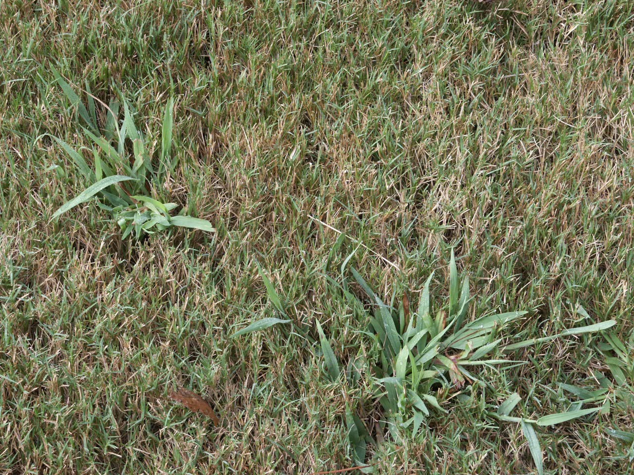 crabgrass in bermuda « Walter Reeves: The Georgia Gardener