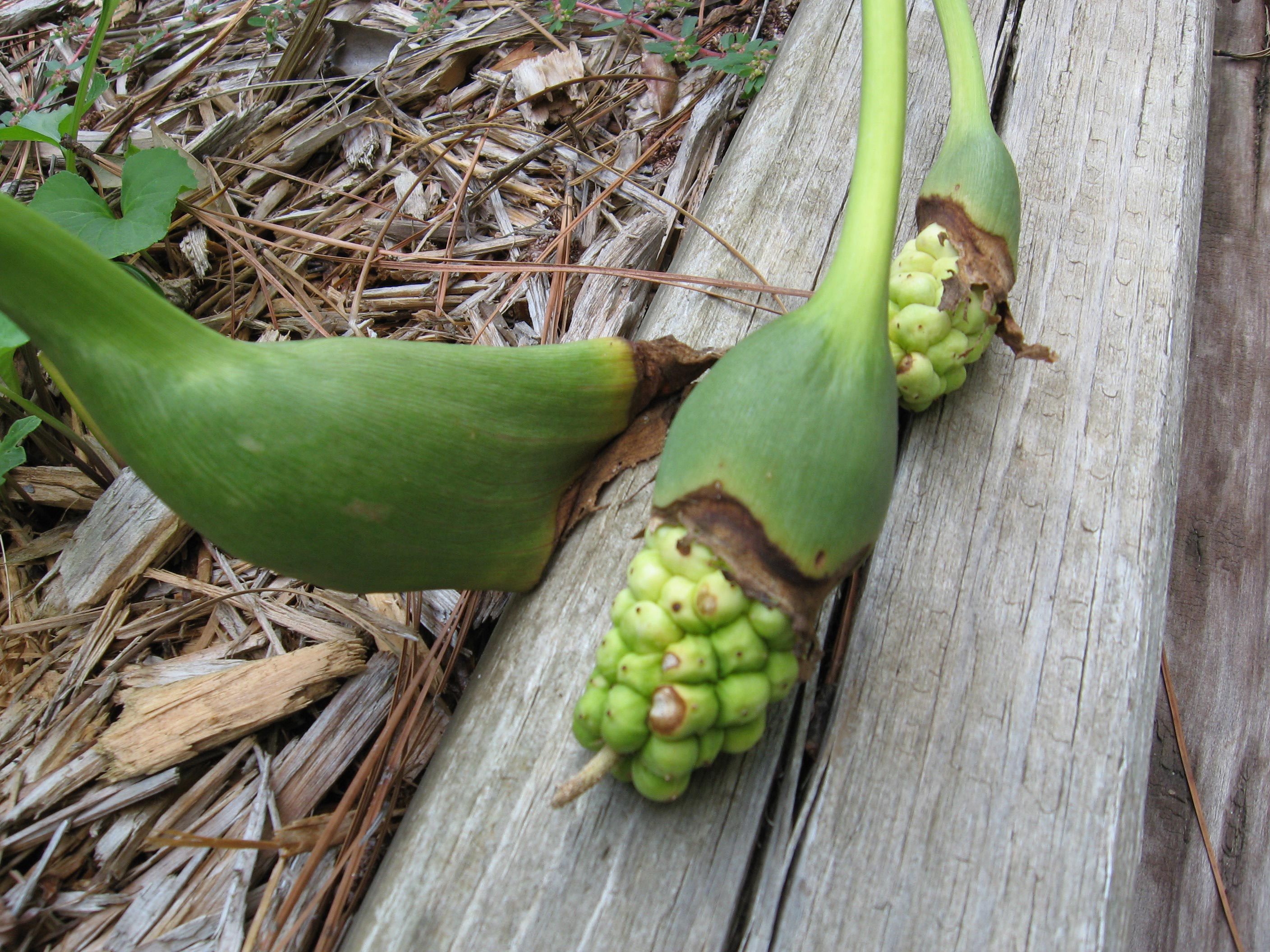 Calla Lily Planting Seed Walter Reeves The Georgia Gardener