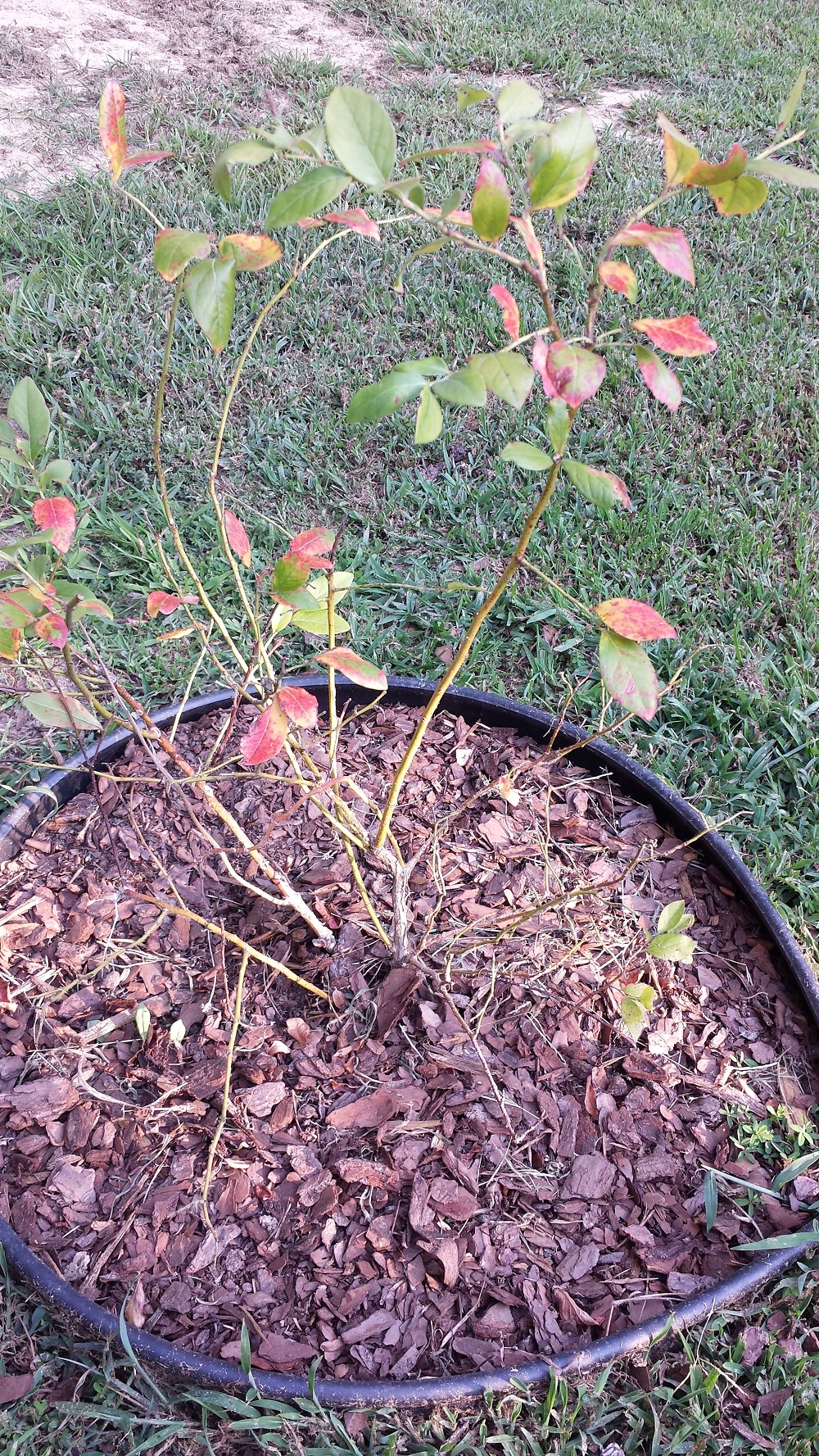 Blueberries – Dying Due to Soggy Soil | Walter Reeves: The Georgia Gardener