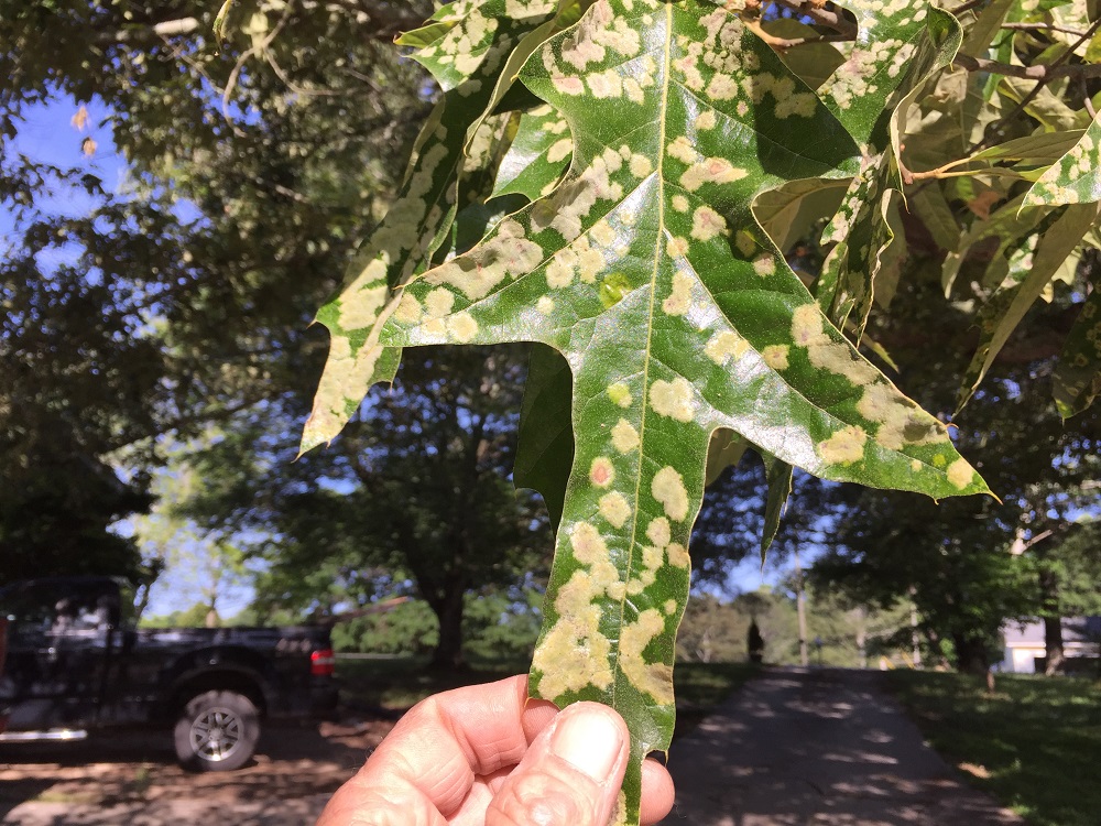 jelly cat oak leaf