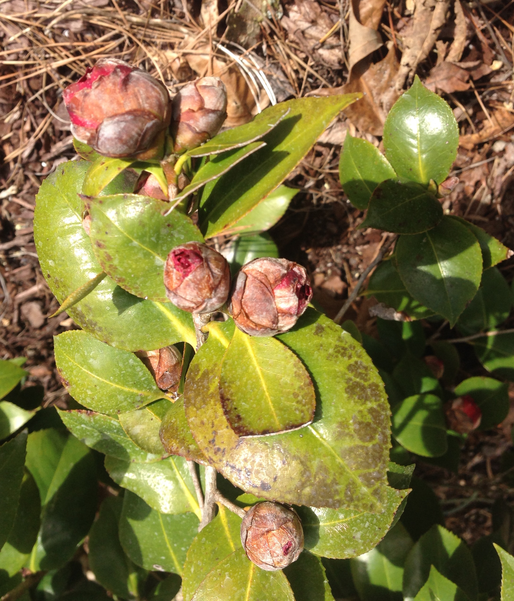 Camellia Freeze Damage To Leaves Walter Reeves The Georgia Gardener