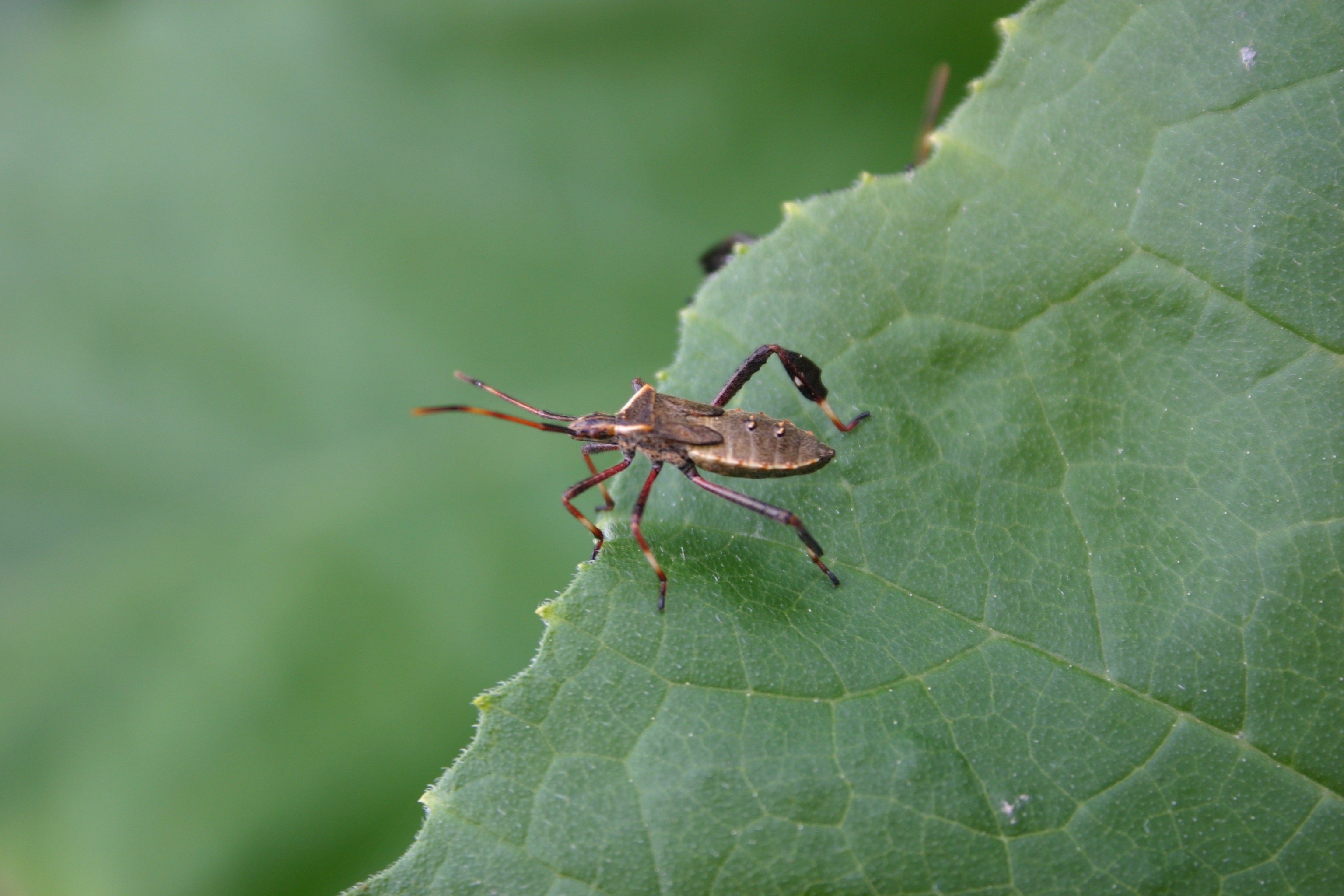 squash bugs