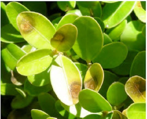 boxwood blight resistant varieties