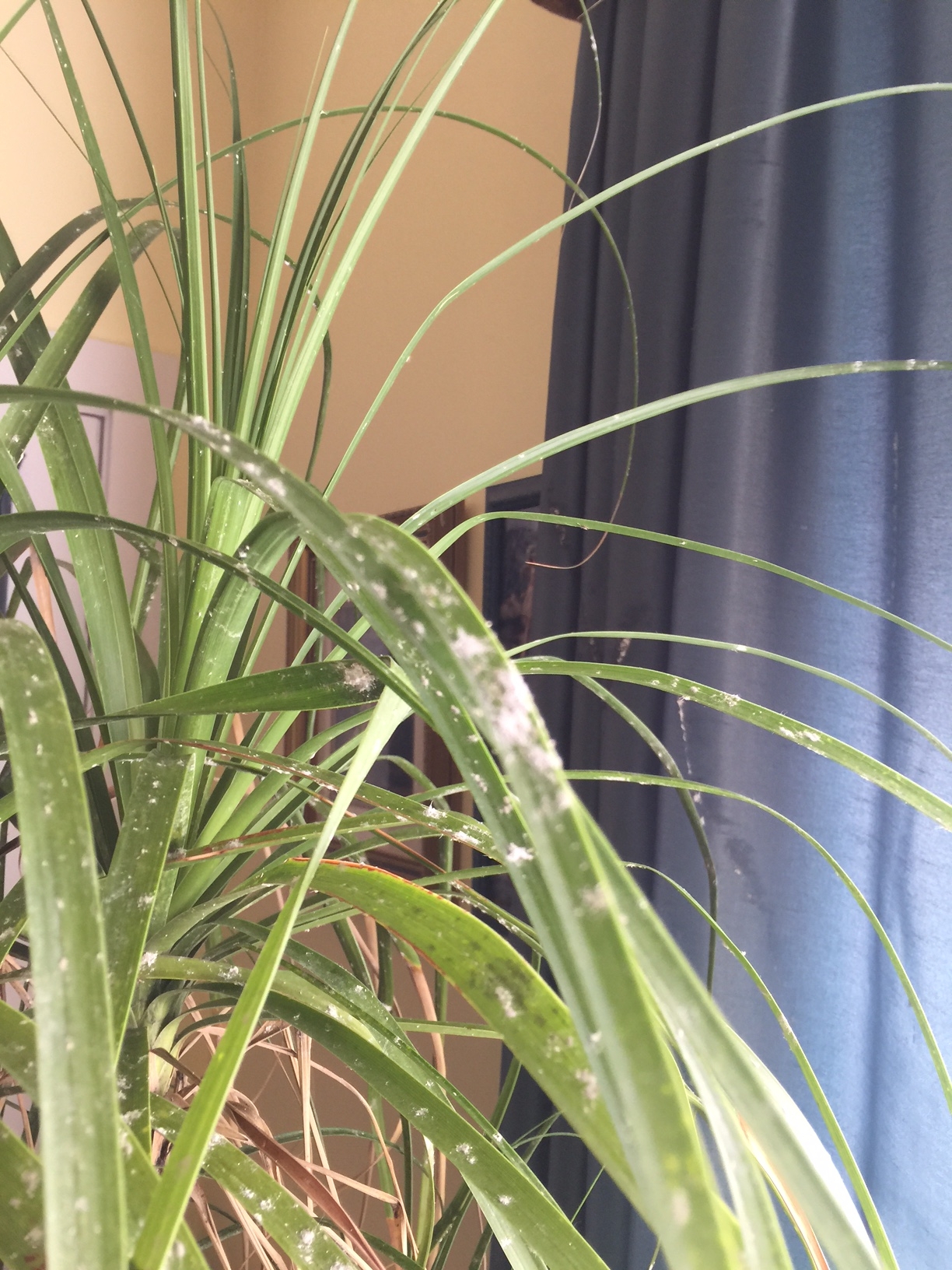 Indoor Palm – Scale Insects | Walter Reeves: The Georgia Gardener