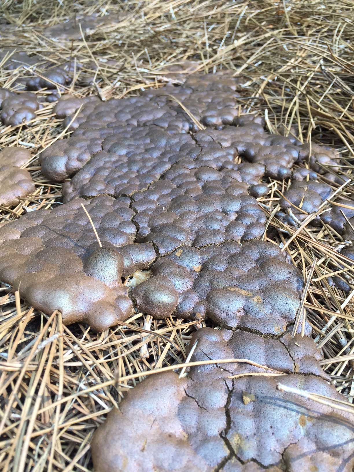 slime-mold-black-bubbly-substance-walter-reeves-the-georgia-gardener