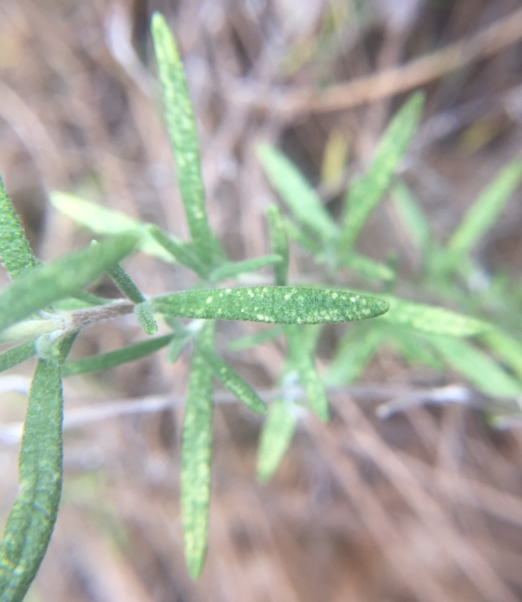 Rosemary Spider Mite Infestatiom Walter Reeves The Georgia Gardener 0641