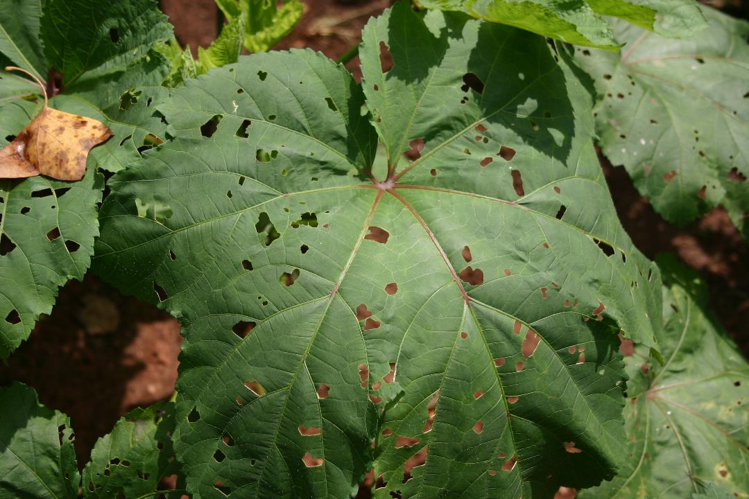 Okra – Holes in Leaves (Hibiscus Sawfly) | Walter Reeves: The Georgia