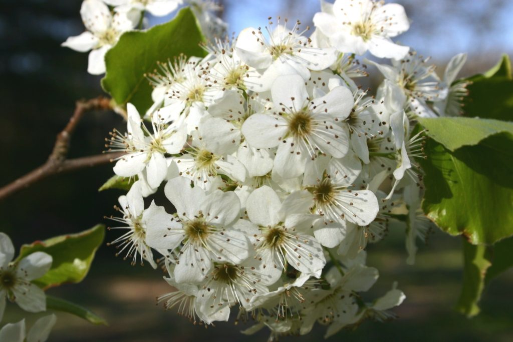 Bradford Pear Wildly Sprouting Thorny Bushes Walter Reeves The