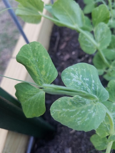 Sugar snap pea leaves have silver splotches | Walter Reeves: The