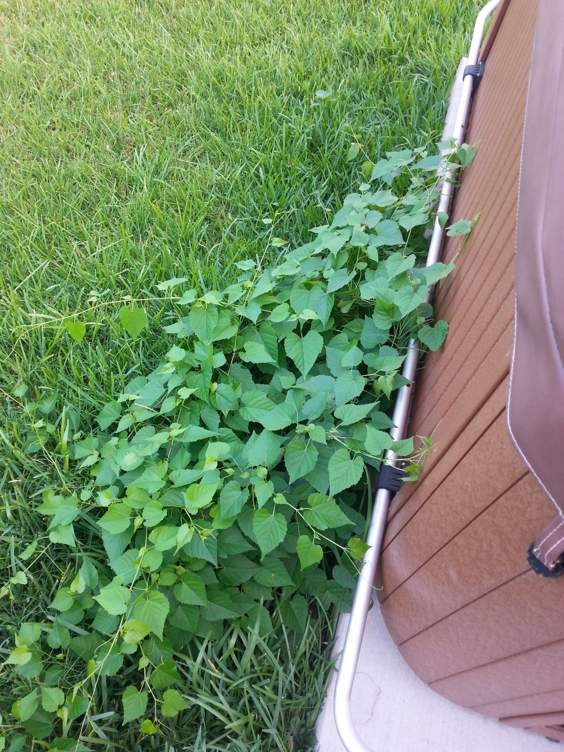 Vine Plant With Heart Shaped Leaves Walter Reeves The Georgia Gardener