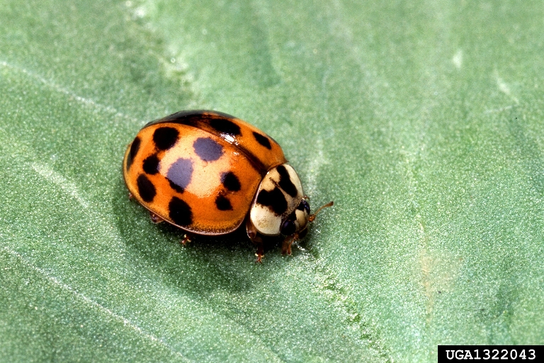 Lady Beetle (Ladybug) – Control on Your House