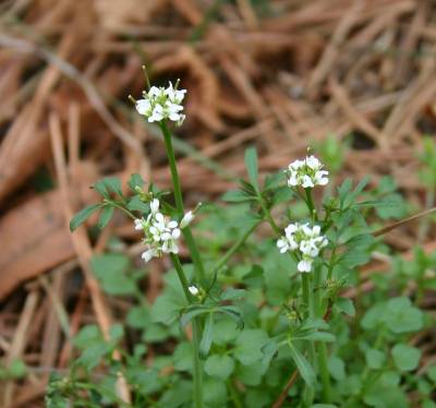 Hairy Bittercress – Identification | Walter Reeves: The Georgia Gardener