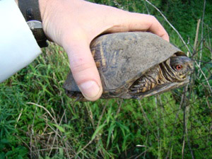 Tomato – Eaten by Turtle | Walter Reeves: The Georgia Gardener