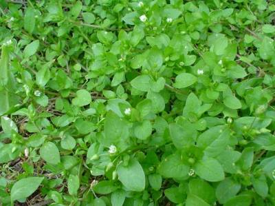 Chickweed – Identification | Walter Reeves: The Georgia Gardener