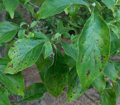 Dogwood – Septoria Leaf Spot | Walter Reeves: The Georgia Gardener