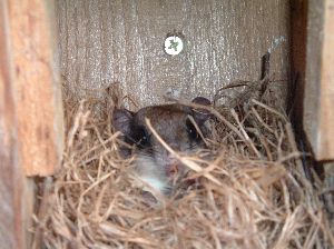 Flying Squirrel – In Birdhouse | Walter Reeves: The Georgia Gardener