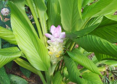 Is this wild ginger? US southeast : r/whatsthisplant