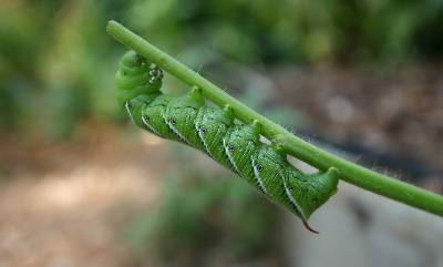 Tomato Hornworm – Droppings | Walter Reeves: The Georgia Gardener