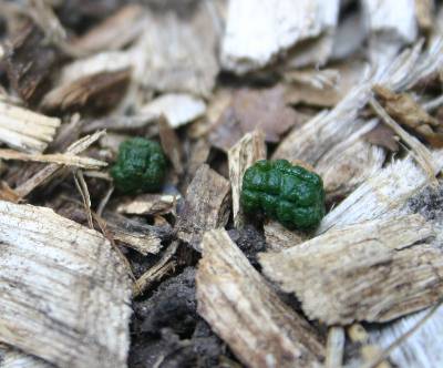 Tomato Hornworm – Droppings | Walter Reeves: The Georgia Gardener