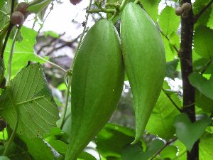 Climbing Milkweed Vine (Honeyvine) | Walter Reeves: The Georgia Gardener