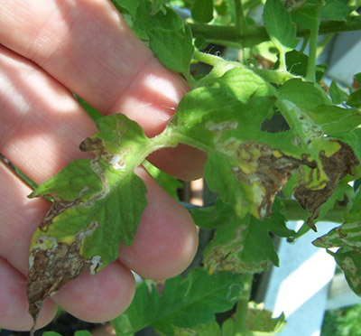 Tomato – Leafminer | Walter Reeves: The Georgia Gardener