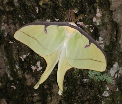 Luna Moth Caterpillar – Identification | Walter Reeves: The Georgia ...