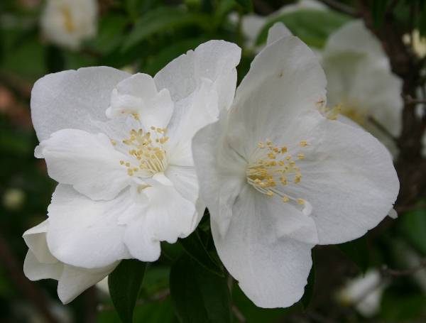 Mockorange (English Dogwood) | Walter Reeves: The Georgia Gardener