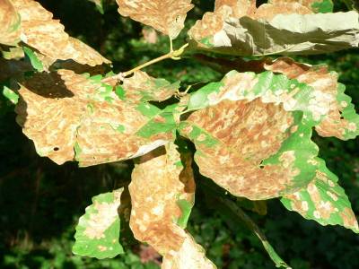 Oak Leaf Miner | Walter Reeves: The Georgia Gardener