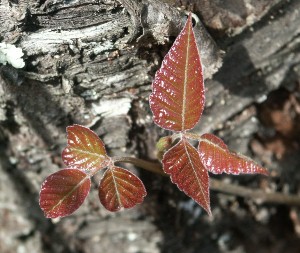 Poison Ivy – Pictures and Mimics | Walter Reeves: The Georgia Gardener