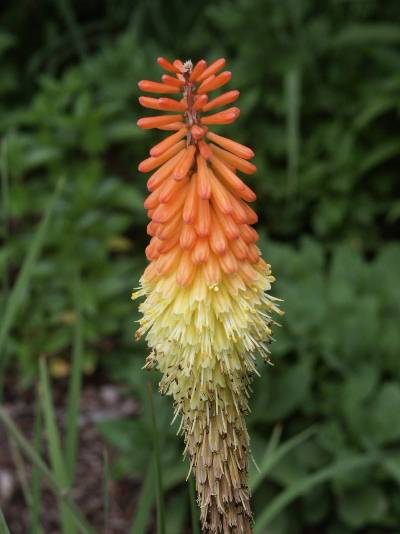 Red Hot Poker – Identification | Walter Reeves: The Georgia Gardener