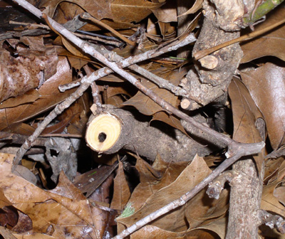 Rhododendron Borer – Identification | Walter Reeves: The Georgia Gardener