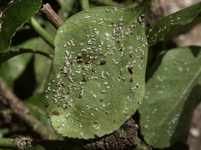 Euonymus scale – Control | Walter Reeves: The Georgia Gardener