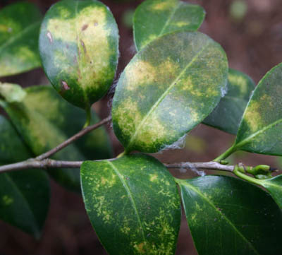 Camellia – Tea Scale | Walter Reeves: The Georgia Gardener