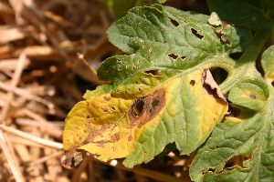 Tomato – Disease Identification | Walter Reeves: The Georgia Gardener