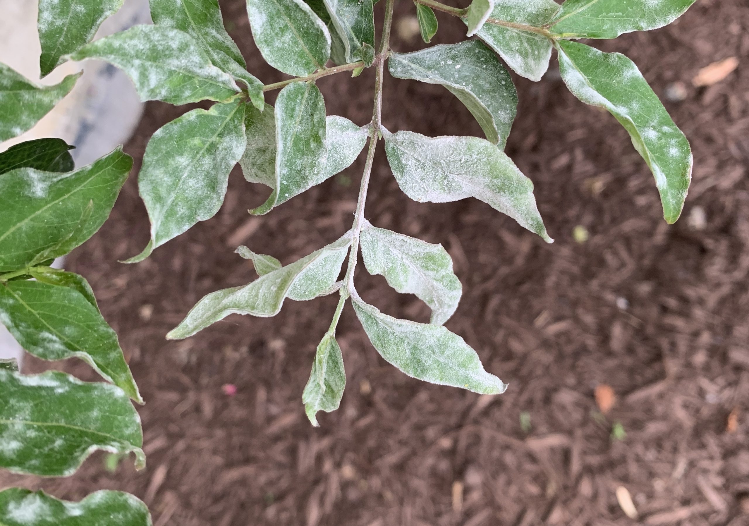 Powdery Mildew Control Walter Reeves The Gardener