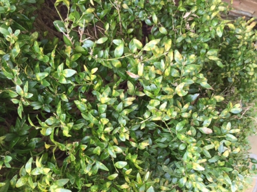 Boxwood – Leaf Miner | Walter Reeves: The Georgia Gardener