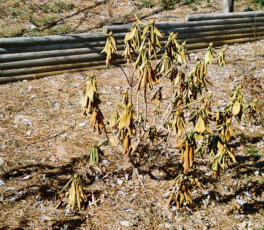 Azalea and Rhododendron – Root Rot (Wilting) | Walter Reeves: The ...