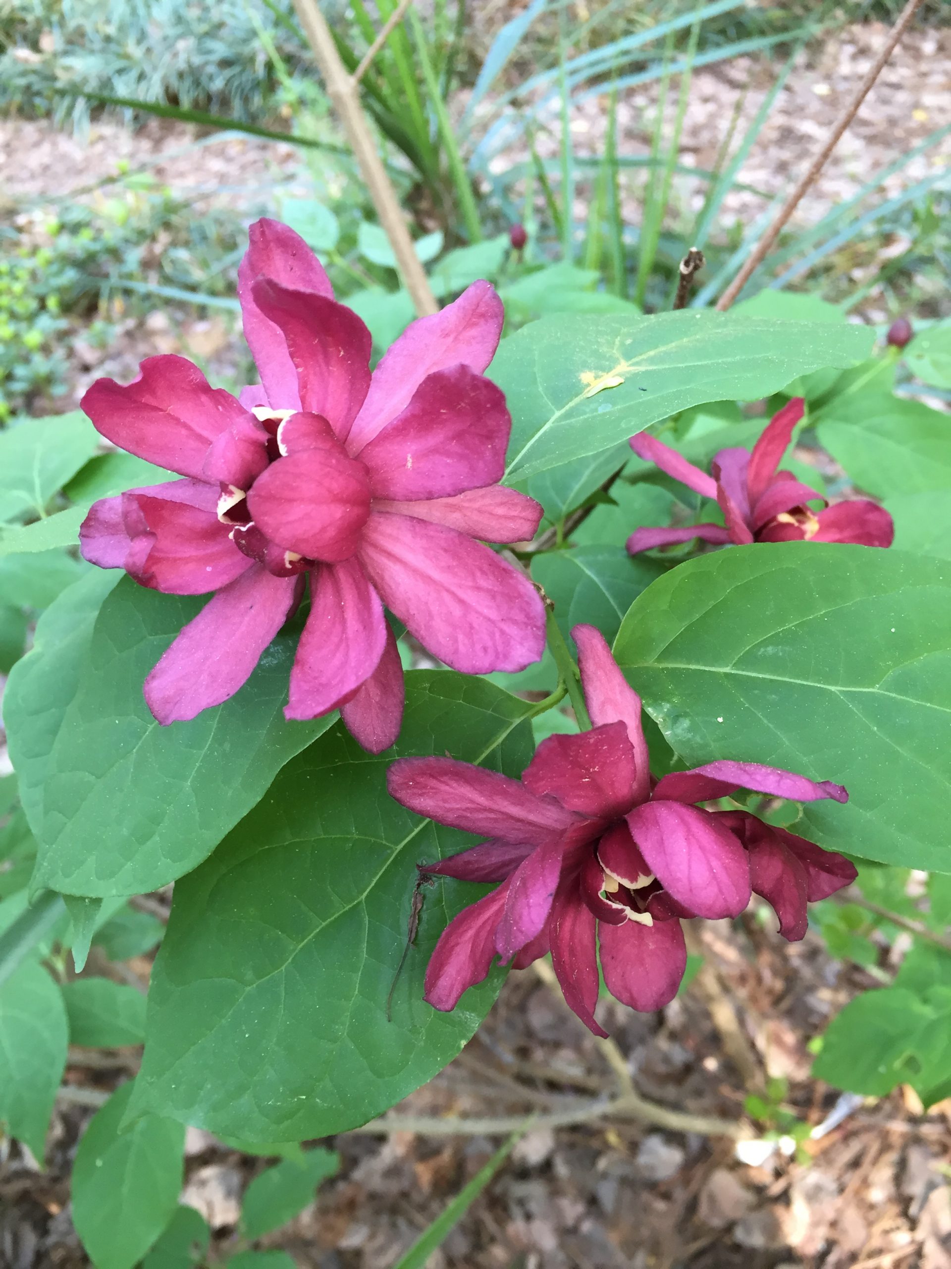 Aquatic Plant Name Walter Reeves The Georgia Gardener