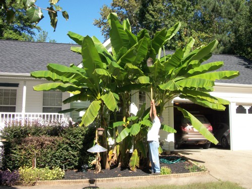 Banana – Overwintering | Walter Reeves: The Georgia Gardener