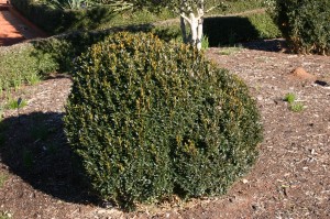 boxwood pruning prune hedge yards walterreeves