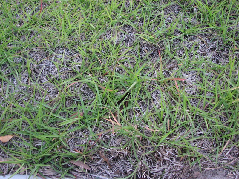 Centipedegrass – Overwatered | Walter Reeves: The Georgia Gardener