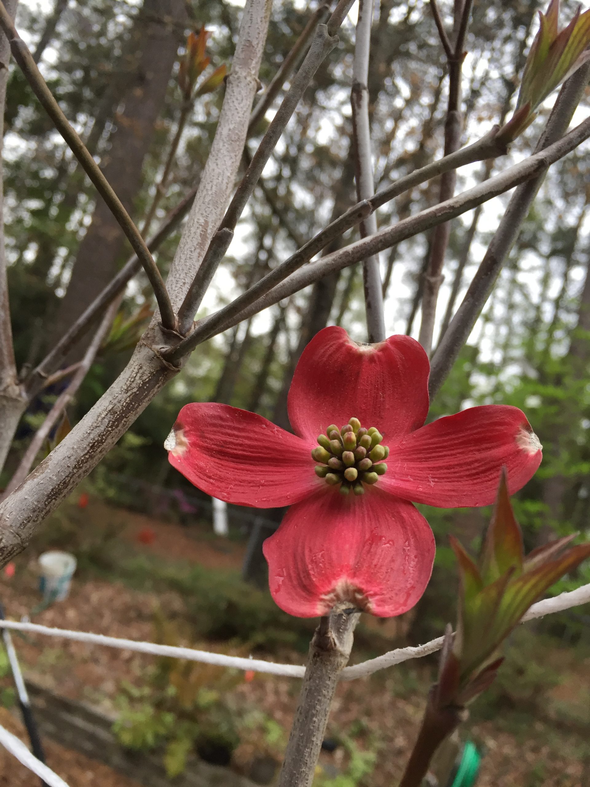 How To Draw A Flowering Dogwood Tree Best Flower Site