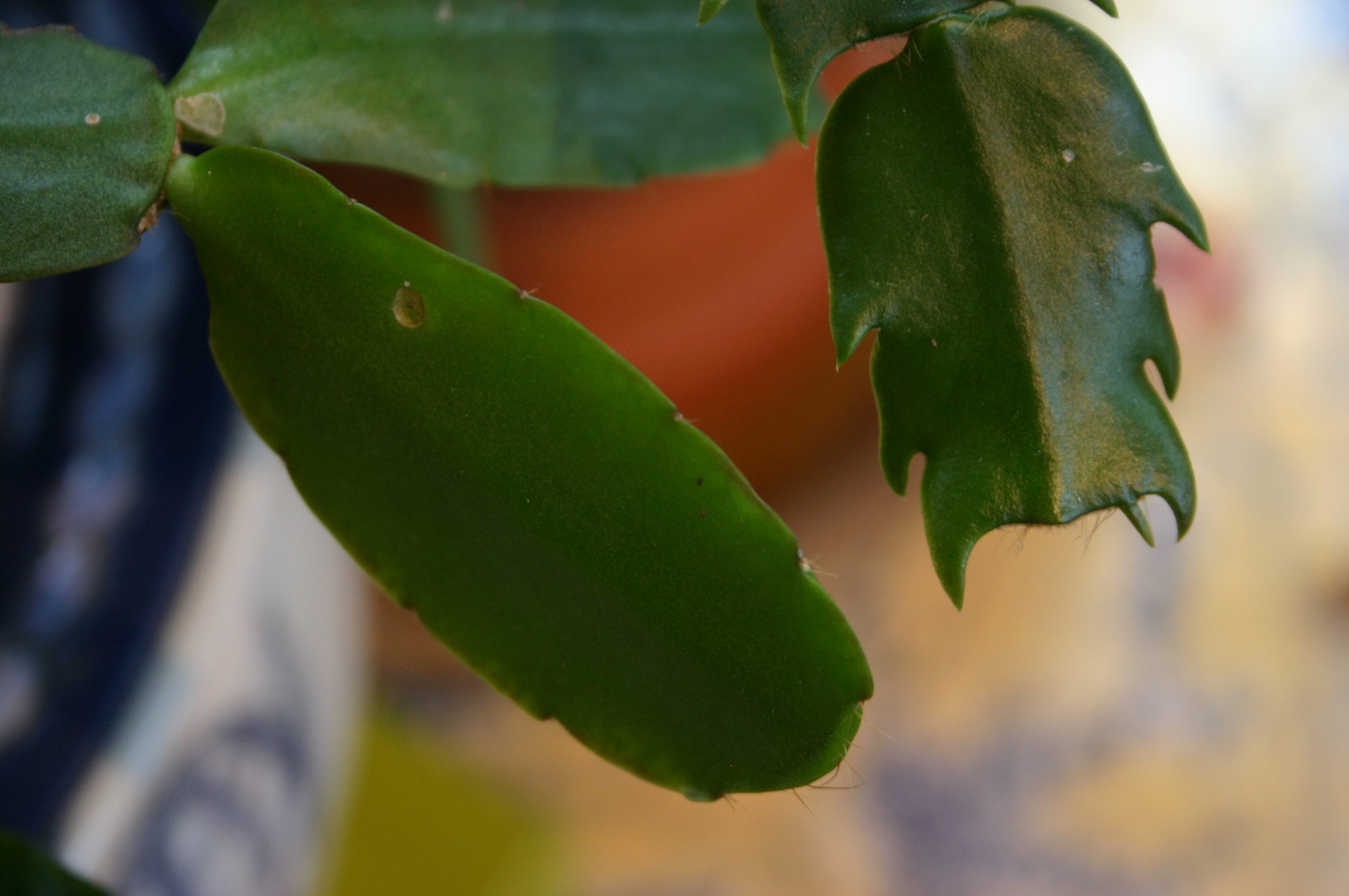 Easter Cactus Care And Identification Walter Reeves The Georgia