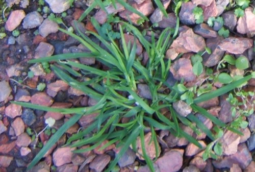 Goosegrass – Control | Walter Reeves: The Georgia Gardener