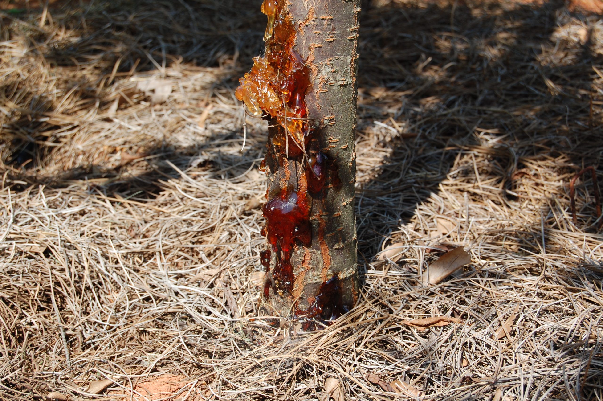 Bleeding Cherry or Plum Tree Gum on Bark Walter Reeves