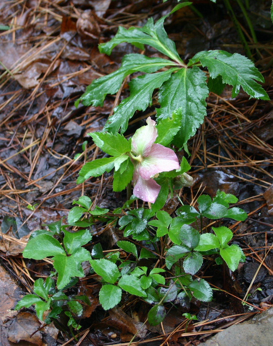 lenten-rose-propagation-by-seedlings-walter-reeves-the-georgia