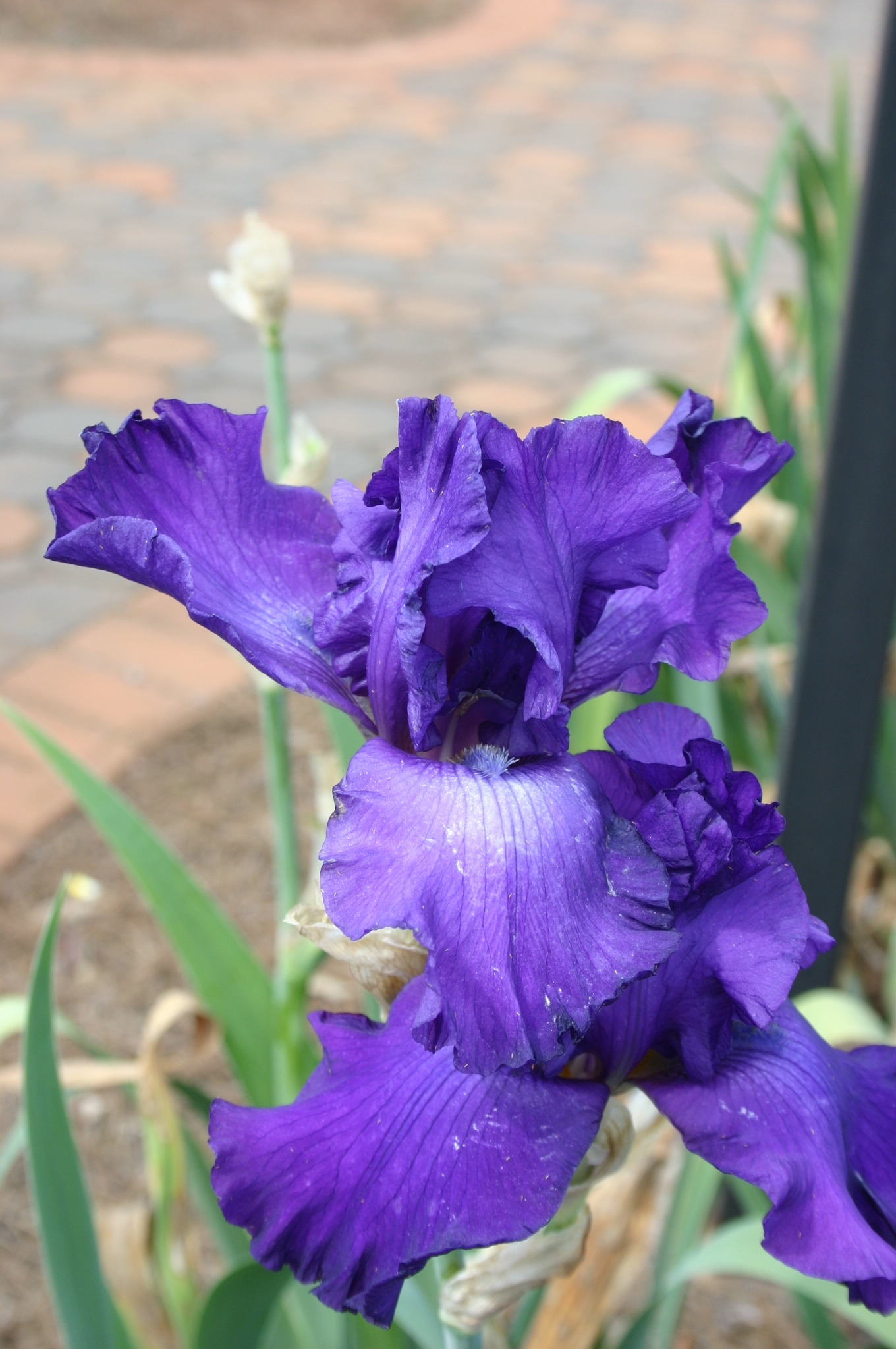 Bearded Iris Dividing Walter Reeves The Georgia Gardener 3956