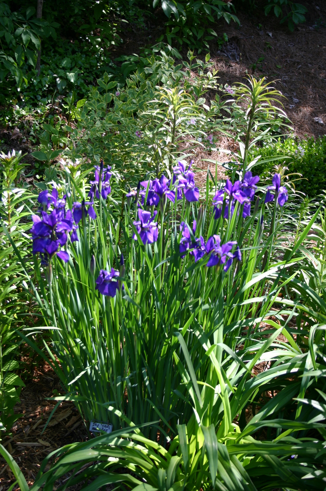 Siberian Iris – Dividing | Walter Reeves: The Georgia Gardener